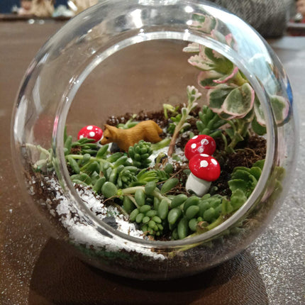 Terrarium Kit